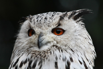 Sibirischer Uhu - Bubo bubo sibiricus