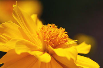  Close up yellow Cosmos flowers beautiful and specs of pollen.