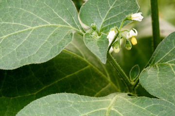 Belladonna Flowers and Unripe Seeds