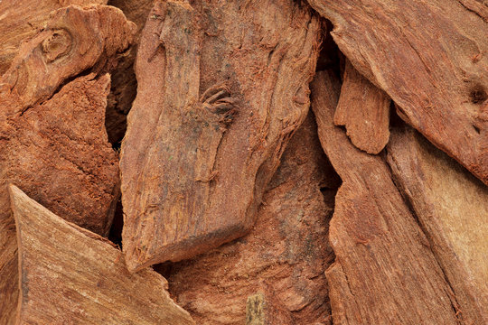 Organic barks of Arjuna or Arjun Tree (Terminalia arjuna) Macro close up background texture.Top view.