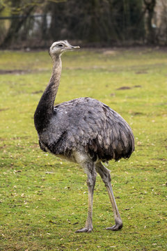 Emu - Dromaius novaehollandiae