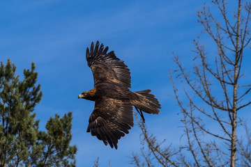 Steinadler - Aquila chrysaetos