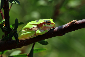 Treefrog