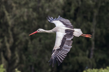 Weißstorch - Ciconia ciconia