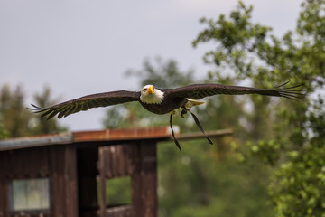 Weißkopfseeadler - Haliaeetus leucocephalus