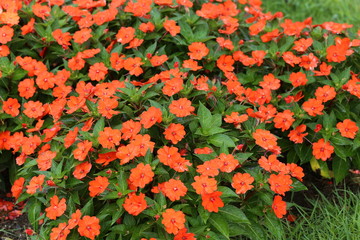 インパチェンス