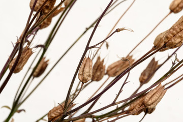 Closeup of Delphinium Seed Pods