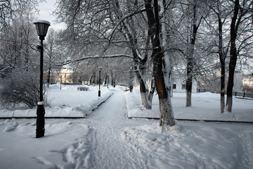 winter park  branch of the plant covered with snow