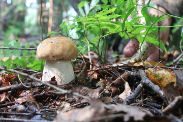 boletus mushroom drop of water