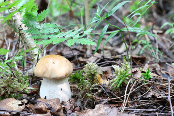 boletus mushroom drop of water