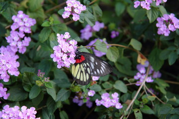 ランタナと蝶02