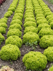 lettuces rows