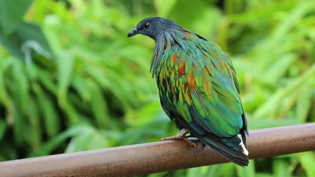 Nicobar Pigeon Perched on a Fence