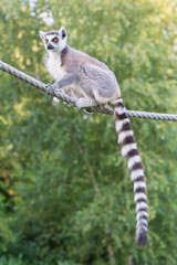 Ring-tailed lemur (Lemur catta)