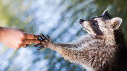 Racoon begging for food © michaklootwijk