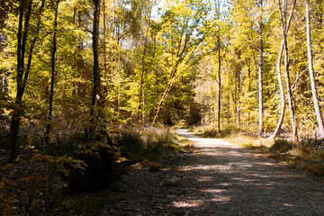 Obraz premium Wiejski spacer ścieżką wijącą się wśród drzew
