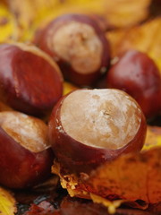 conkers outside leaf