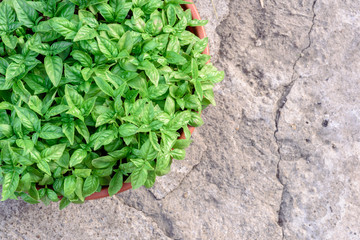 Green Basil Bush in a Pot and Grey Stone Background