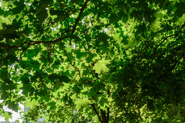 Fototapeta na wymiar Green Tree Leaves and Morning Summer Sun