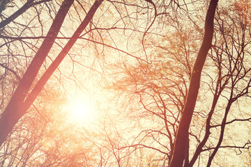 Trees with sun flare.