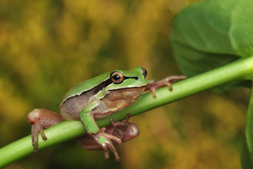 Treefrog