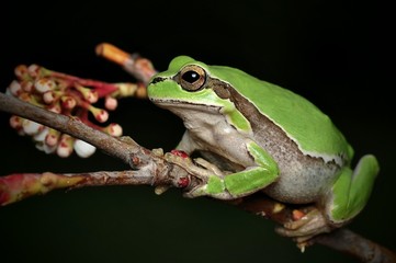 Treefrog