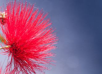 fiore di metrosideros