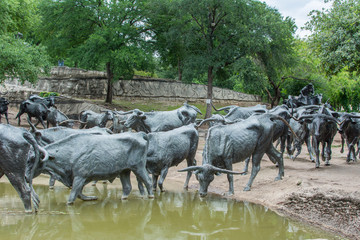 Cattle crossing a pond in Pioneer Plaza, Dallas, Texas. - obrazy, fototapety, plakaty