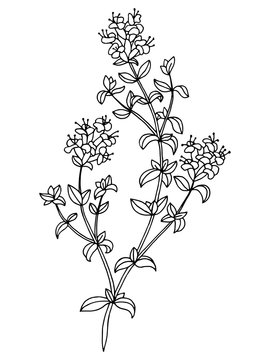 Thyme herb flower graphic art black white isolated sketch illustration vector