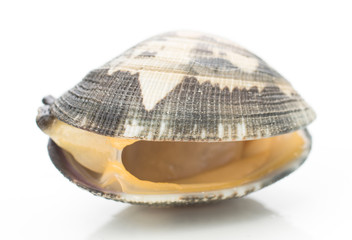 Fototapeta premium live clams isolated on white