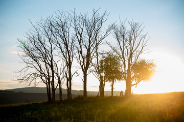Fototapeta premium Trees alone in sunset - beautiful nature