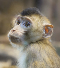 Зеленая мартышка (детёныш)