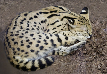 Дымчатый леопард спит