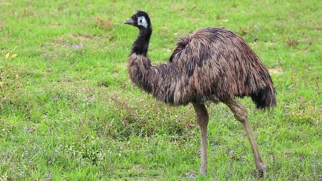 Emu Bird in Nature