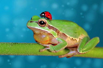 Treefrog
