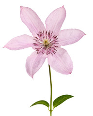 Bright flower clematis, photographed close-up. Isolated on white