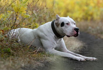 Dogo Argentino lying in the autumn forest
