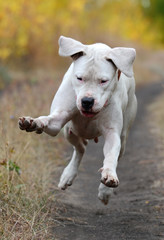 Funny white dogo Argentino jumps in the autumn forest