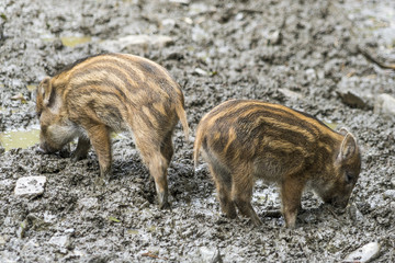 Zwei Wildschwein-Frischlinge auf Futtersuche