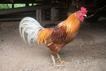 Fighting Cock standing on ground.