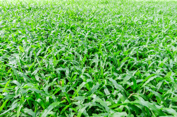 Fototapeta premium Manila Grass background