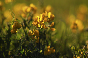 Common Bird's Foot Trefoil
