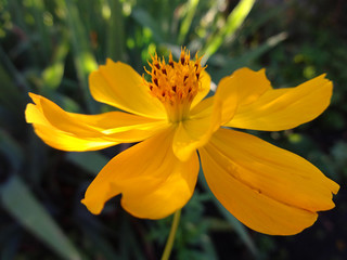 Цветок желтой Космеи крупным планом