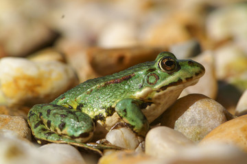 little green frog
