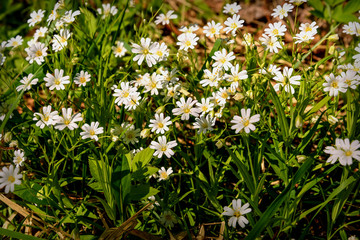 white flowers meadow chickweed