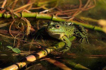 little green frog
