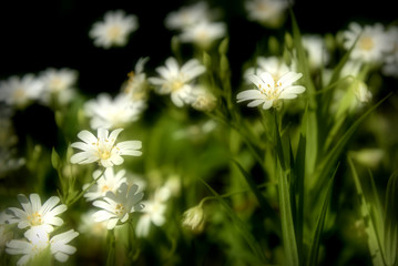 white flowers meadow chickweed