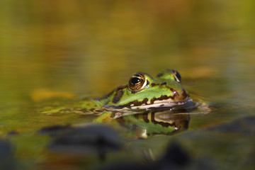 little green frog
