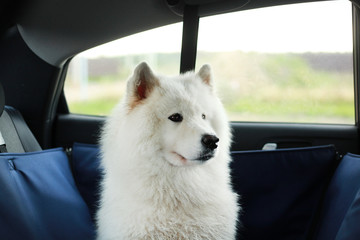 dog in hammock in car