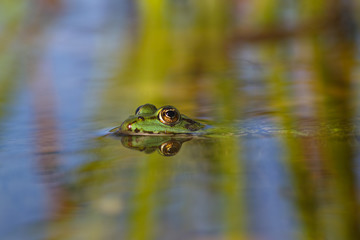 Grass frog reflection
